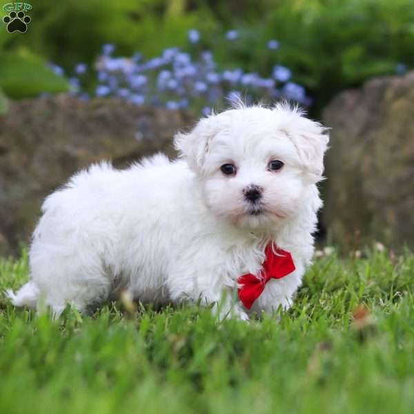 Cade, Maltese Puppy